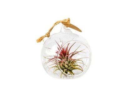 Aerárium s Tillandsií Ionantha red  Tillandsie, kykatka