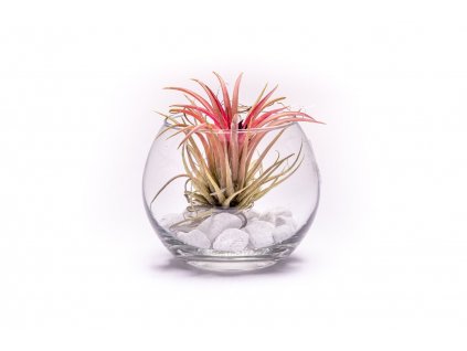 30177 1 sklenena vaza boule s tillandsii ionantha red