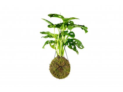 Kokedama Monstera adansonii Monkey Mask (L)  Monstera, Adansonova monstera, Švýcarský sýr