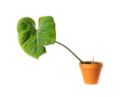 Gardners produkt 007