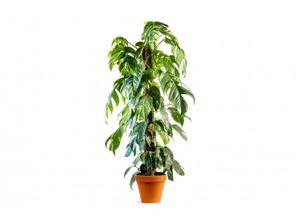 31455 epipremnum albo variegata prumer 24 cm