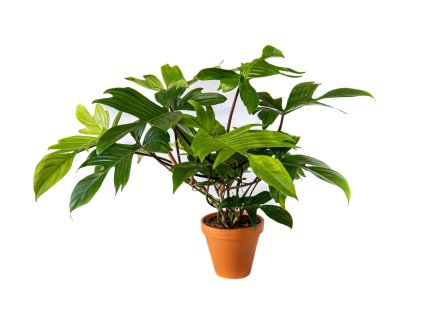 Philodendron Florida Ghost, průměr 15 cm  Filodendron
