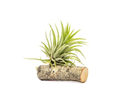Tillandsia ionantha green na dřevěném kmínku