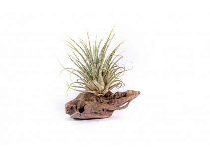 31686 tillandsia ionantha green na drevenem kminku