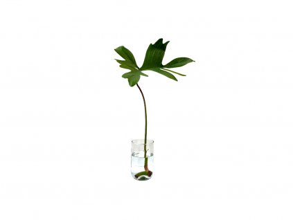 Philodendron Pedatum - řízek k zakořenění  Filodendron