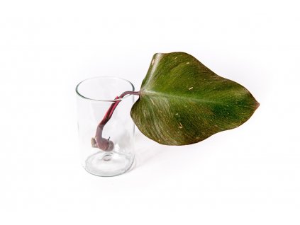 Gardners Philodendron Pink Princess řízek k zakořenění (1)