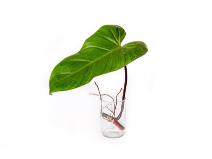 31713 philodendron red emerald rizek k zakoreneni