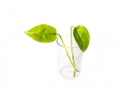 31719 epipremnum aureum rizek k zakoreneni