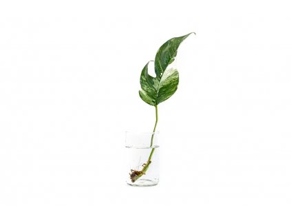 31778 1 epipremnum albo variegata rizek k zakoreneni