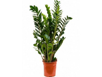 Zamioculcas zamiifolia, průměr 24 cm