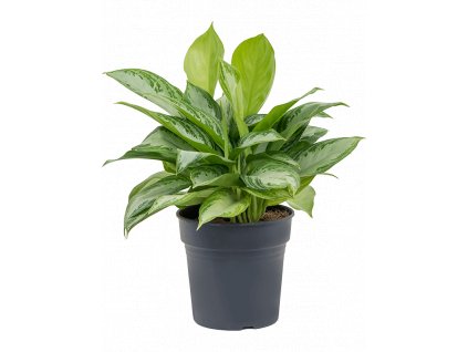 Aglaonema Silver Bay, průměr 24 cm  Aglaonema, Spící panna