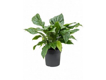 Anthurium elipticum Jungle bush, průměr 30 cm  Anturie, Toulitka, Prasečí ocásek