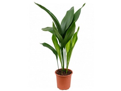 32006 aspidistra elatior prumer 17 cm