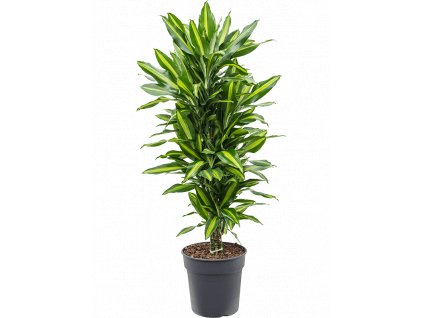 Dracaena fragrans Cintho, průměr 27 cm  Dracéna vonná, dračinec