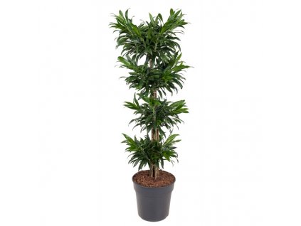 Dracaena Reflexa, průměr 27 cm  Dračinec