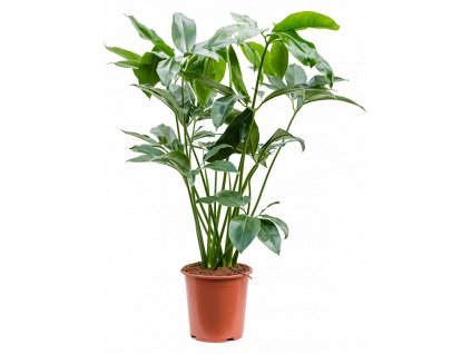 Philodendron Green Wonder, průměr 32 cm  Filodendron