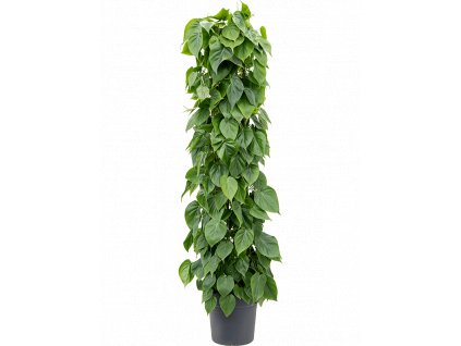 Philodendron scandens s kokosovou vzpěrou 160 cm, průměr 30 cm  Filodendron