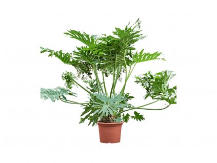 Philodendron Selloum, průměr 30 cm  Filodendron