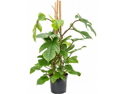 Philodendron Squamiferum, průměr 24 cm  Filodendron