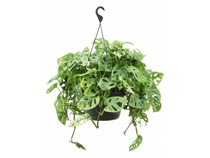 Monstera adansonii Monkey Mask - závěs, průměr 30 cm  Monstera, Adansonova monstera, Švýcarský sýr