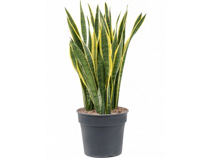 Sansevieria trifasciata Laurentii, průměr 30 cm  Sanseveria, Tchýnin jazyk, Tenura