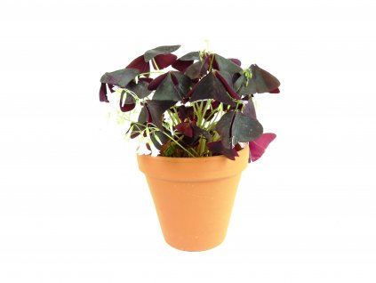 Oxalis Triangularis Sunny - purpurový, průměr 12 cm  Šťavel purpurový, čtyřlístek