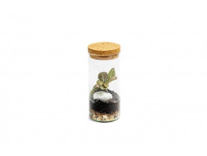 32270 sklenena vaza bacopa s korkovym spuntem vyska 14 cm prumer 6 5 cm osazene vlhkomilne