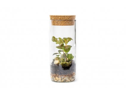 32303 sklenena vaza lipia s korkovym vickem vyska 17 5 cm osazene vlhkomilne