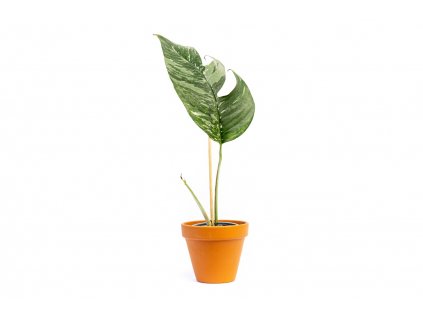 Epipremnum Albo Variegata, průměr 9 cm SLOW PLANT
