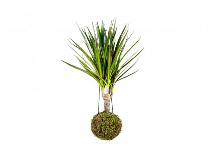 Kokedama Dracaena marginata (S)  Dracéna lemovaná, dračinec