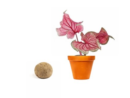 Caladium Florida Sweetheart hlíza