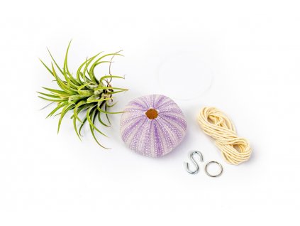 32429 medusa vyrob si sam purple s tillandsii ionantha