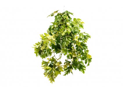 Gardners.cz Cissus Ellen Danica závěs, průměr 17 cmGardners.cz