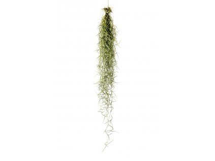 3418 tillandsia usneoides