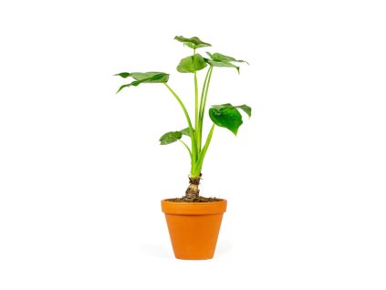 Alocasia cucullata, průměr 14 cm  Alokásie,  Alokázie