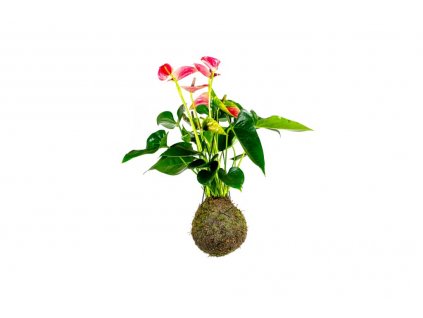 Kokedama Anthurium růžová (L)  Anturie, toulitka, prasečí ocásek