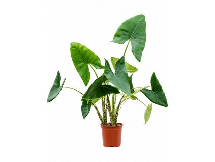 Alocasia Zebrina, průměr 24 cm  Alokásie,  Alokázie