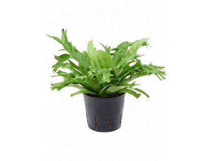 35265 1 asplenium antiquum amy prumer 13 cm hydroponie