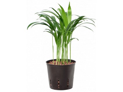 35292 1 dypsis lutescens areca prumer 13 cm hydroponie