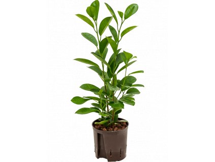 35301 1 ficus microcarpa moclame prumer 13 cm hydroponie