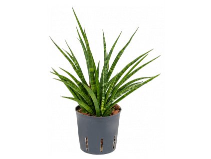 35319 1 sansevieria kirkii fernwood prumer 13 cm hydroponie