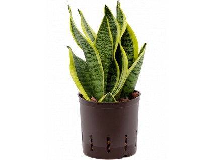 35322 1 sansevieria trifasciata futura superba prumer 13 cm hydroponie