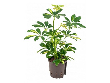 35328 1 schefflera arboricola gold capella prumer 13 cm hydroponie