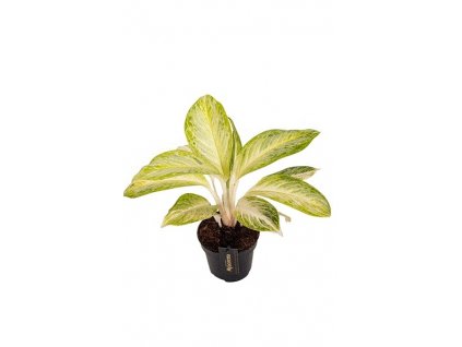 35373 aglaonema arctic lime prumer 12 cm