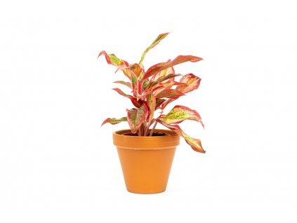 35376 aglaonema crete flame prumer 12 cm