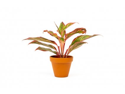 Aglaonema Crete Flame, průměr 9 cm  Aglaonema, Spící panna