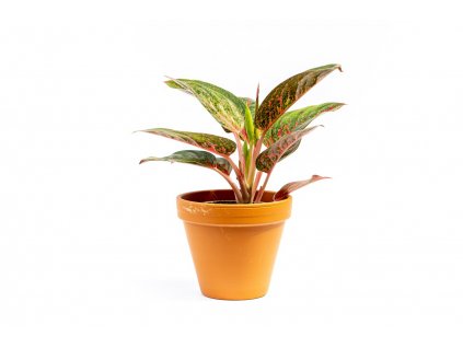 Aglaonema Dark Star, průměr 12 cm  Aglaonema, Spící panna