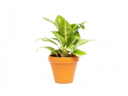 Aglaonema Lemon Mint, průměr 12 cm