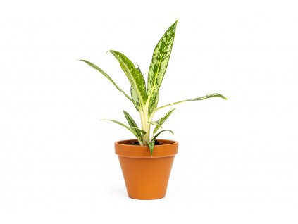 Aglaonema Matcha Lemon, průměr 12 cm