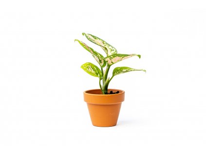 Aglaonema Red Valentine, průměr 6 cm